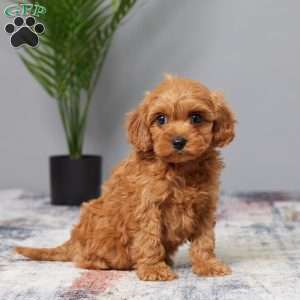 Tucker, Cavapoo Puppy